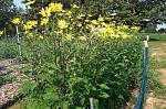     
: topinambur_kust-e1520108146538.jpg
: 243
:	290.7 
ID:	13325800