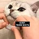     
: FB_IMG_1586064480787.jpg
: 16
:	27.1 
ID:	13325974
