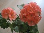     
: IMG_1091.jpg
: 12
:	93.4 
ID:	13327770