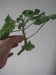     
: IMG_1094.jpg
: 18
:	45.5 
ID:	13327771