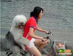    
: dog-velo-rider-01.jpg
: 52
:	33.7 
ID:	1332807