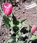     
:  Ivory Floradale 20200408.jpg
: 9
:	176.2 
ID:	13328189