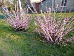     
: P00409-173725.jpg
: 20
:	303.5 
ID:	13329337