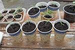     
: Tomato seedling_39.jpg
: 6
:	245.6 
ID:	13329507