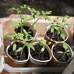     
: Tomato seedling_57.jpg
: 7
:	157.1 
ID:	13329508