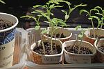     
: Tomato seedling_61.jpg
: 5
:	150.3 
ID:	13329509