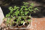     
: Tomato seedling_67.jpg
: 5
:	158.3 
ID:	13329510
