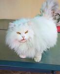     
: IMG_20200321_134241.jpg
: 10
:	57.9 
ID:	13330763