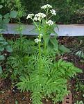     
: ValerianaOfficinalis090530.jpeg
: 225
:	35.9 
ID:	13331550