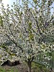     
: 20200417_101127.jpg
: 12
:	289.1 
ID:	13331634
