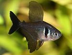     
: megalamphodus-megalopterus-300x229.jpg
: 16
:	15.8 
ID:	13331779