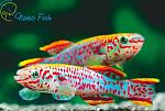     
: aphiosemion-gardnera--fundulopanchax-gardneri.jpg
: 15
:	49.8 
ID:	13331792