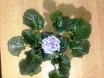     
: IMG_1534.JPG
: 16
:	72.3 
ID:	13332877