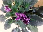    
: IMG_1535.JPG
: 14
:	66.6 
ID:	13332878