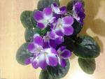     
: IMG_1536.JPG
: 15
:	70.2 
ID:	13332879