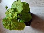     
: 20200421_115415.jpg
: 6
:	95.7 
ID:	13334477