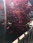     
: IMG_7513.jpg
: 20
:	125.0 
ID:	13334863