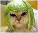     
: x_20fdba65.jpg
: 32
:	35.9 
ID:	1333498