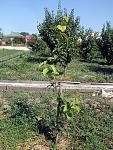     
: 2018_0813-04.jpg
: 100
:	258.7 
ID:	13335871