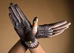     
: hand_art_012.jpg
: 20
:	33.6 
ID:	1333665