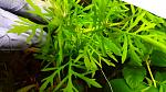     
: 20200425_225015.jpg
: 18
:	110.6 
ID:	13339315
