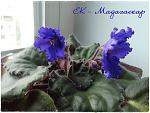     
: madagascar_003.JPG
: 12
:	246.8 
ID:	13339991