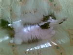     
: 258925_2126397236885_6467531_o.jpg
: 20
:	106.6 
ID:	13342000