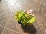     
: 20200514_104504.jpg
: 26
:	136.7 
ID:	13344441