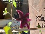     
: 20200513_112441.jpg
: 25
:	110.7 
ID:	13344501