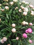     
: IMG-9c38393ed7d39b1e94ff4f4a045e66cd-V.jpg
: 22
:	116.1 
ID:	13349229