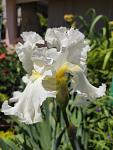     
: iris.jpg
: 23
:	67.0 
ID:	13351387