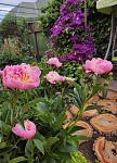     
: pion.jpg
: 24
:	113.3 
ID:	13351388