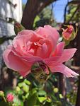     
: rose.jpg
: 24
:	68.4 
ID:	13351389
