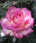     
: 20200531_153405.jpg
: 27
:	87.9 
ID:	13352250