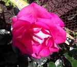     
: 20200531_153721.jpg
: 24
:	122.5 
ID:	13352251