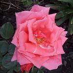     
: 20200531_153551.jpg
: 47
:	83.7 
ID:	13352317