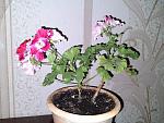     
: 20200602_225459.jpg
: 8
:	172.0 
ID:	13355353