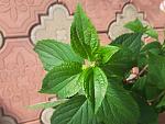     
: 20200605_073251.jpg
: 23
:	115.8 
ID:	13355745