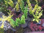     
: IMG-c2df2060ea5c46cd754fe8915b96a09b-V.jpg
: 26
:	244.0 
ID:	13355996