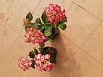     
: 20200613_081206.jpg
: 25
:	217.9 
ID:	13360933