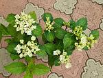     
: 20200613_153920.jpg
: 28
:	230.7 
ID:	13361022