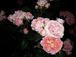     
: 20200613_211250.jpg
: 15
:	107.0 
ID:	13362063