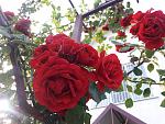     
: 20200613_073015.jpg
: 5
:	145.7 
ID:	13362845