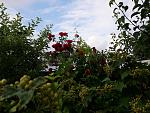     
: 20200614_083827.jpg
: 7
:	184.1 
ID:	13362847