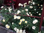     
: 20200620_090140.jpg
: 5
:	222.2 
ID:	13364052