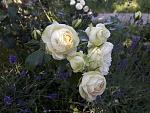     
: 20200621_081233.jpg
: 6
:	129.4 
ID:	13364066
