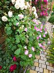     
: IMG_20200624_164829.jpg
: 8
:	182.9 
ID:	13365087