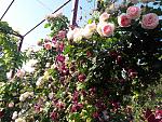     
: 20200621_083319.jpg
: 8
:	298.9 
ID:	13365309