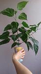     
: 20200522_161819.jpg
: 21
:	59.6 
ID:	13365905
