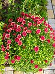     
: IMG_20200629_174056_1.jpg
: 7
:	239.4 
ID:	13366503